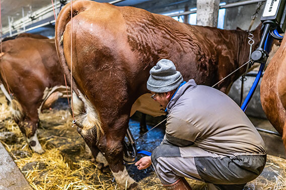 levé de soleil chez le producteur de raclette