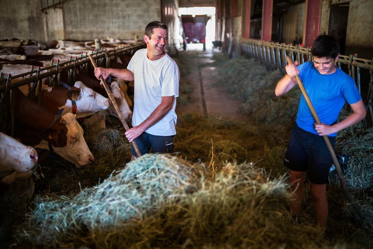 Père et fils donnent la foin au vaches