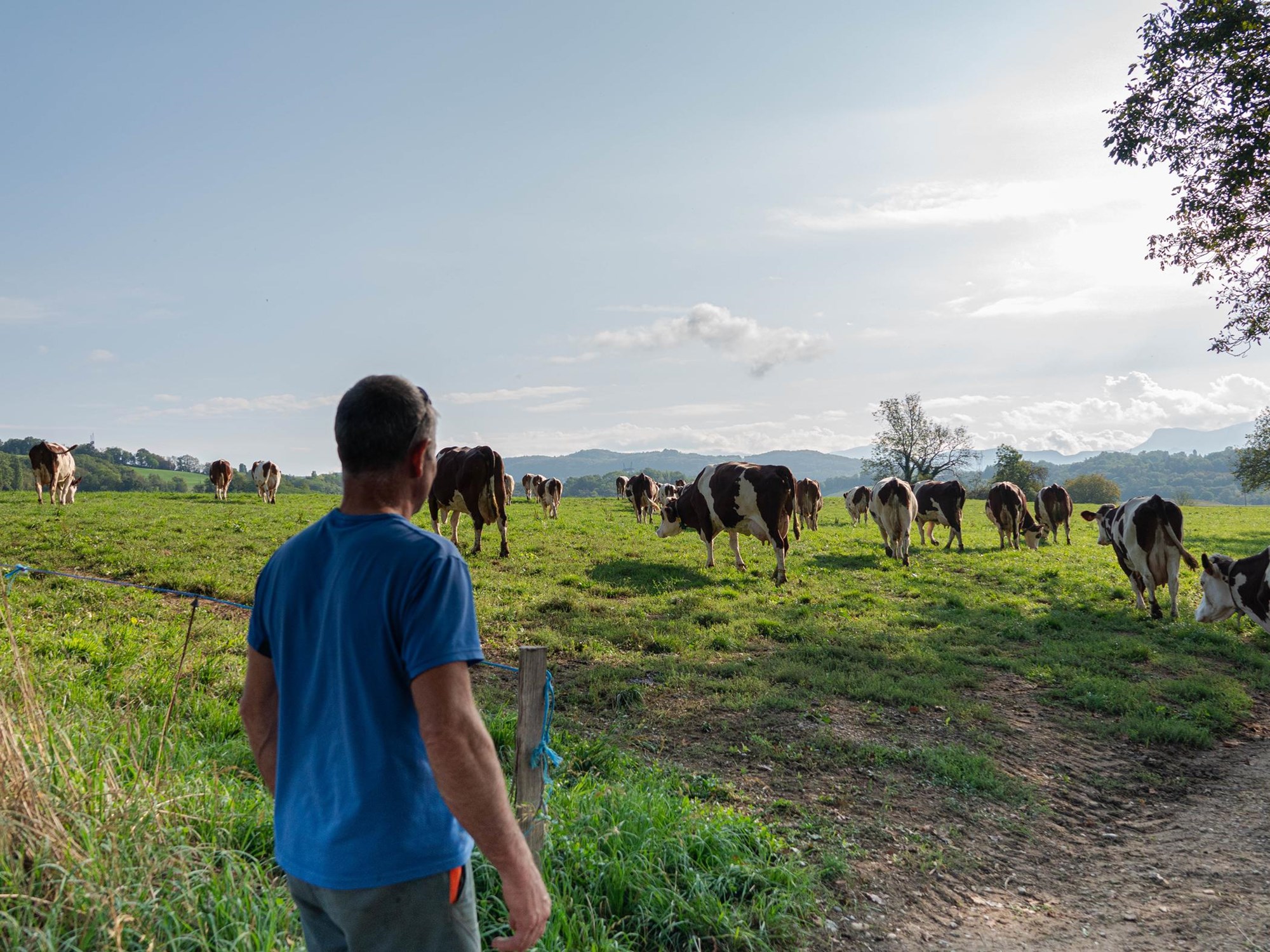 Fermier regardant ses vaches dans le pré