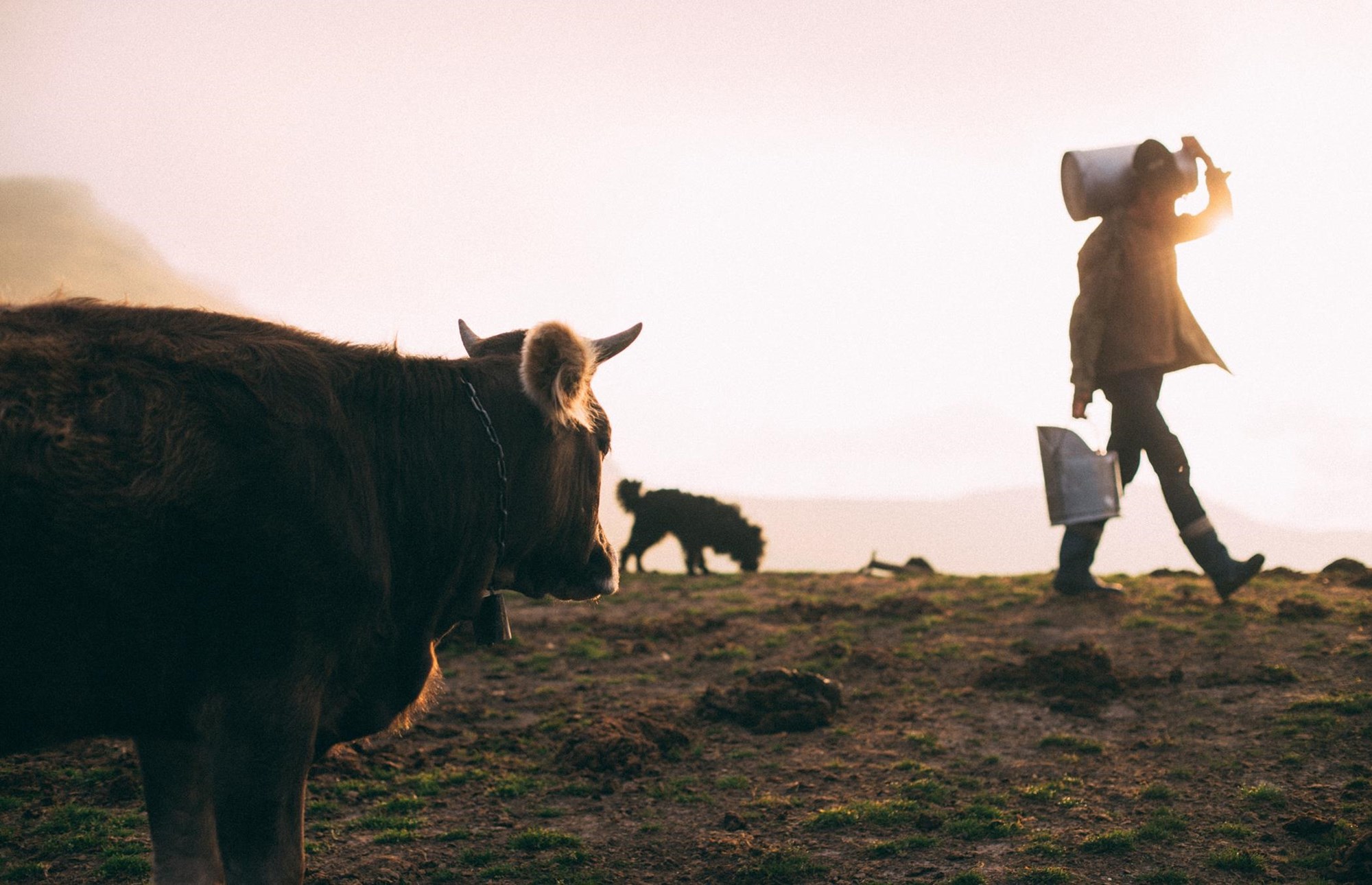 Une vache, un chien et un fermier dans un champs
