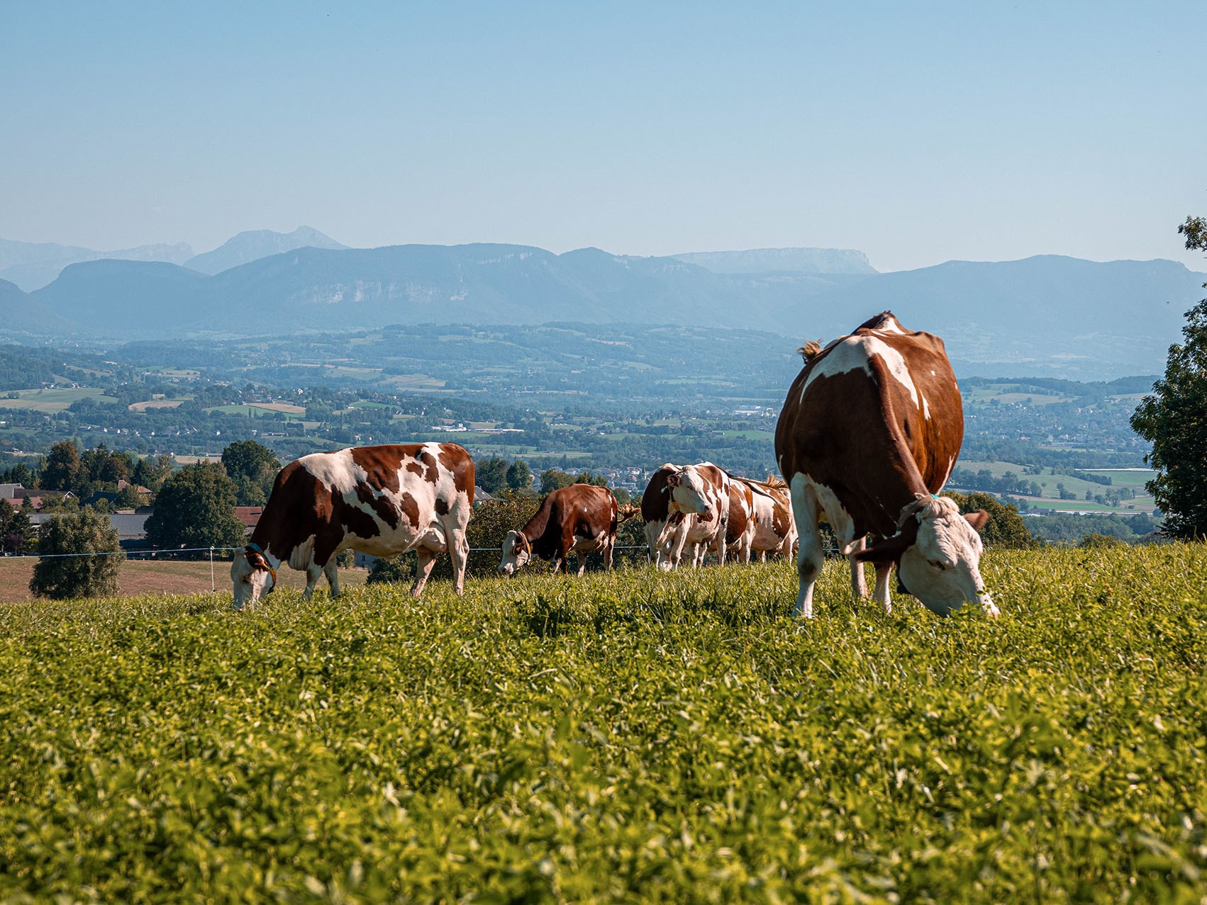 vache en paturage l'été